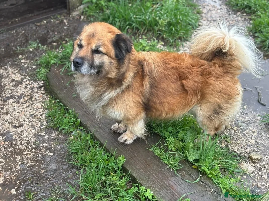 Meticcio cani in regalo: LUCIANO 4 anni taglia contenuta cerca casa - Annuncio 3