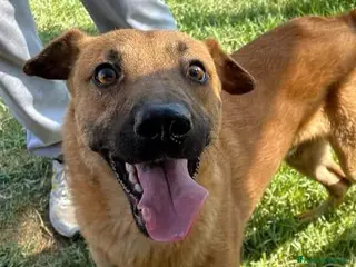 Shar Pei cani OTTO il cucciolotto derivato sharpey a Provincia di Latina - Annuncio 4