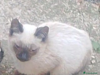 Siamese gatti Vendo cuccioli simil siamesi!!Stupendi!! - Annuncio 9