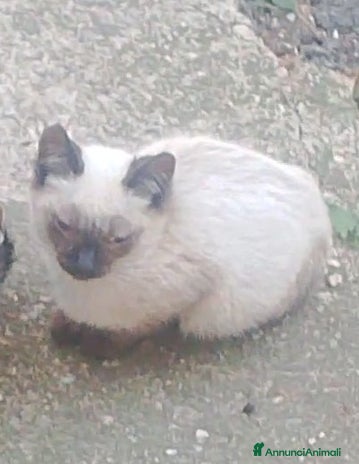 Siamese gatti - Annuncio 12