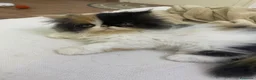 Persiano gatti in vendita: Gattine Persiane ipertipiche - Annuncio 5