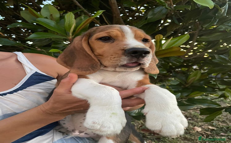 Beagle cani a Provincia di Forlì-Cesena - Annuncio 2