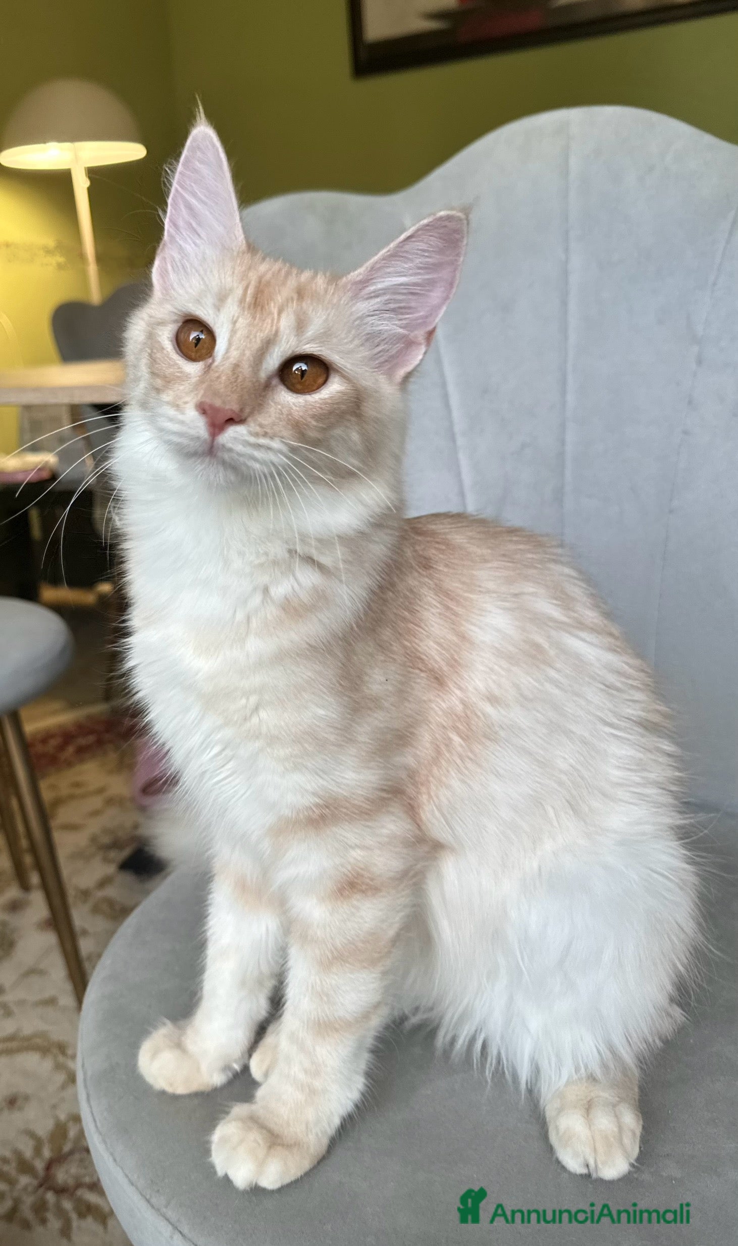 Angora turco gatti Angora Turco, Gatto di razza  - Annuncio 2