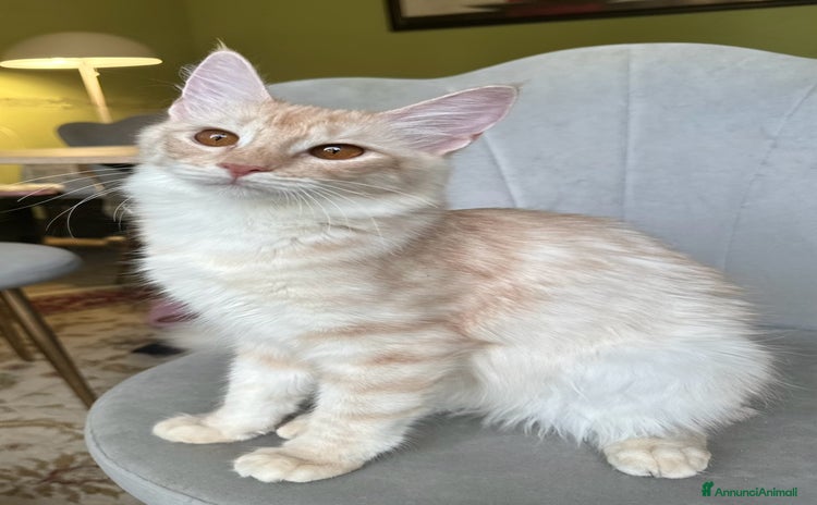 Angora turco gatti Angora Turco, Gatto di razza  - Annuncio 10