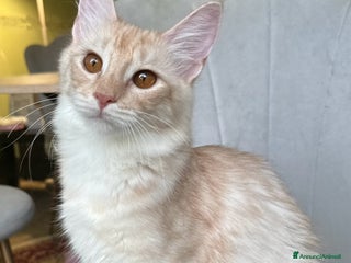 Angora turco gatti Angora Turco, Gatto di razza - Annuncio 28