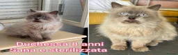 Altre razze gatti in regalo: GATTINI BISOGNOSI IN CERCA D'AMORE  a Città Metropolitana di Bologna - Annuncio 12