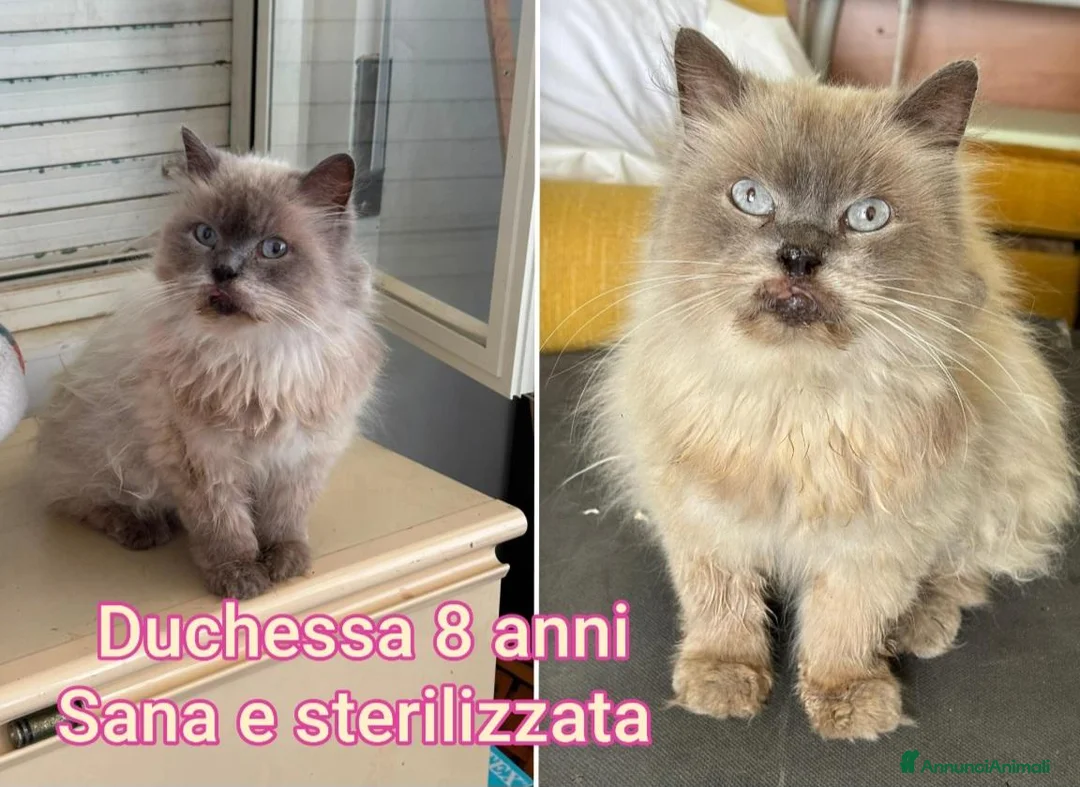 Altre razze gatti in regalo: GATTINI BISOGNOSI IN CERCA D'AMORE  a Città Metropolitana di Bologna - Annuncio 12