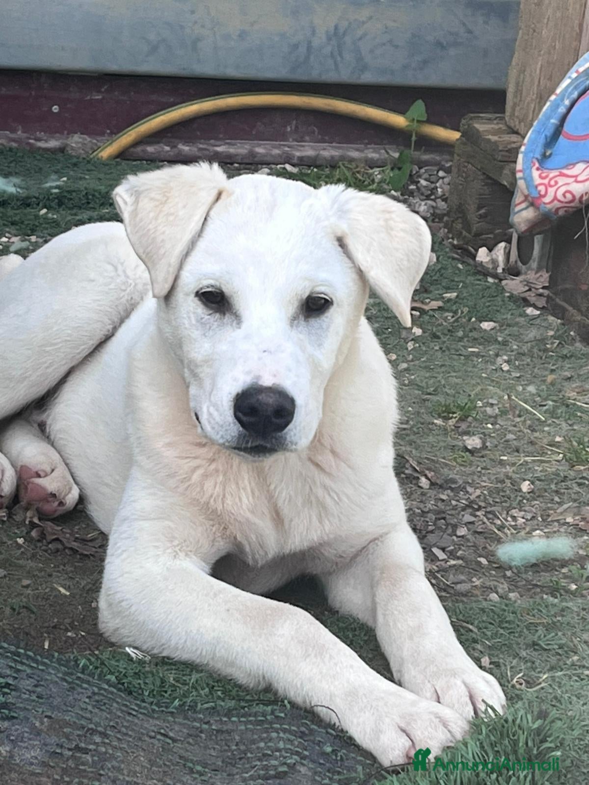 Meticcio cani Cucciolo 4 mesi - Annuncio 24