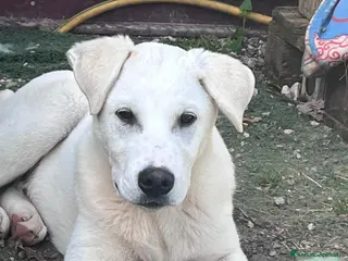 Meticcio cani Cucciolo 4 mesi - Annuncio 24