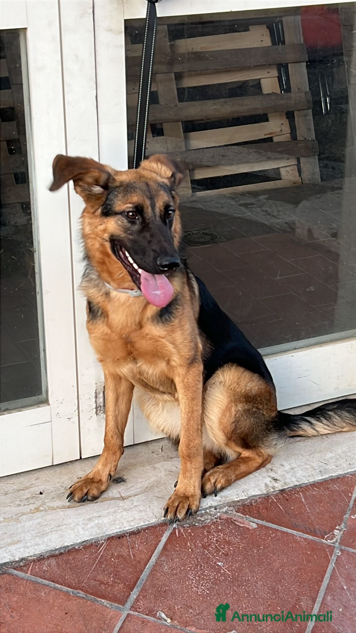 Meticcio cani Athena - meticcio di pastore tedesco - Annuncio 11