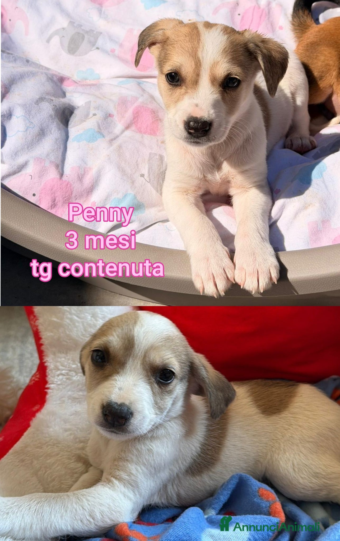 Meticcio cani CUCCIOLI, URGENTE: TEMPO SCADUTO! - Annuncio 4