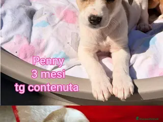 Meticcio cani CUCCIOLI, URGENTE: TEMPO SCADUTO! - Annuncio 4