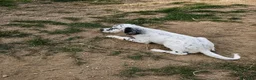 Setter Inglese cani in vendita: Cuccioli Setter Inglese a Città metropolitana di Roma Capitale - Annuncio 5