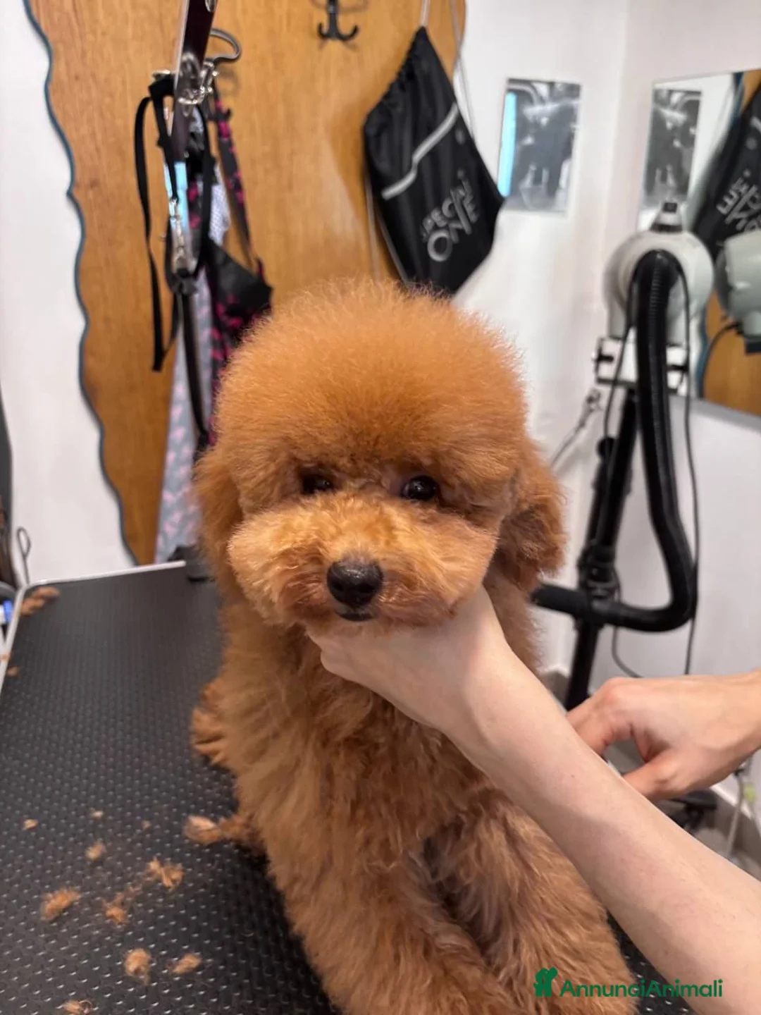 Barboncino Toy cani in vendita: Ultimo cucciolo Barbone nano fulvo - Annuncio 3