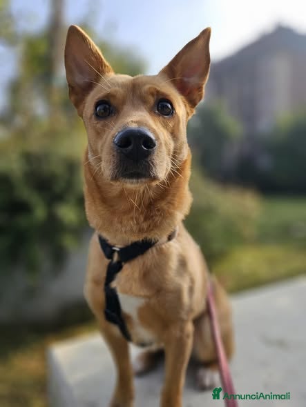 Meticcio cani Tenera cagnolina in adozione! - Annuncio 27