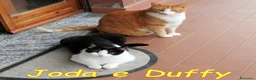Europeo gatti in regalo: 𝐒𝐀𝐋𝐕𝐈𝐀𝐌𝐎 𝐉𝐎𝐃𝐀 𝐄 𝐃𝐔𝐅𝐅𝐘 - Annuncio 3