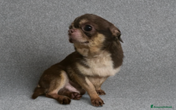 Chihuahua cani in vendita: Stalloncino di chihuahua pedigree enci - Immagine 3