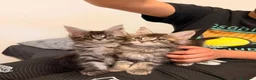 Maine Coon gatti in vendita: Cuccioli di Maine Coon  - Annuncio 5