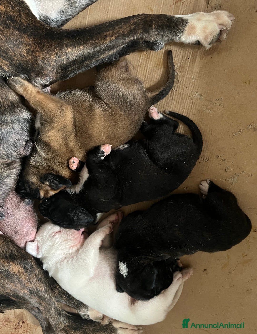 Boxer cani in vendita: Boxer - Annuncio 3