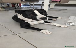 Altre razze cani in regalo: Amtaff cerca casa - Immagine 5