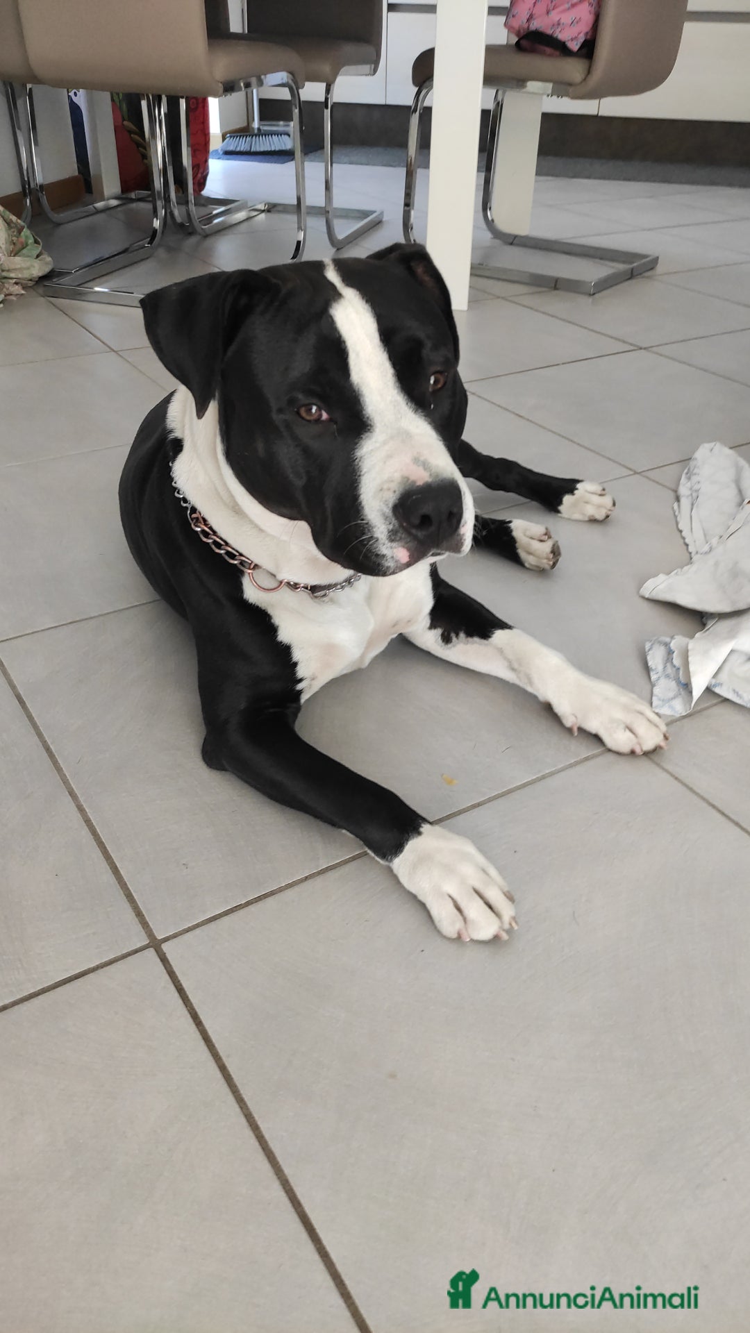 Altre razze cani in regalo: Amtaff cerca casa - Immagine 5