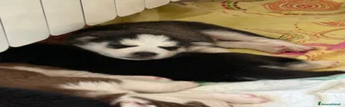 Husky Cucciolo 5