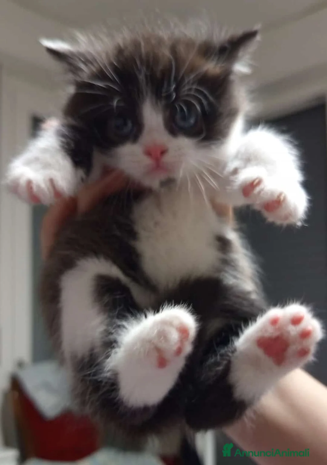 Scottish gatti in vendita: cuccioli di scottish straight-highland  - Annuncio 2