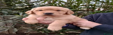 Golden Retriever Cucciolo 5