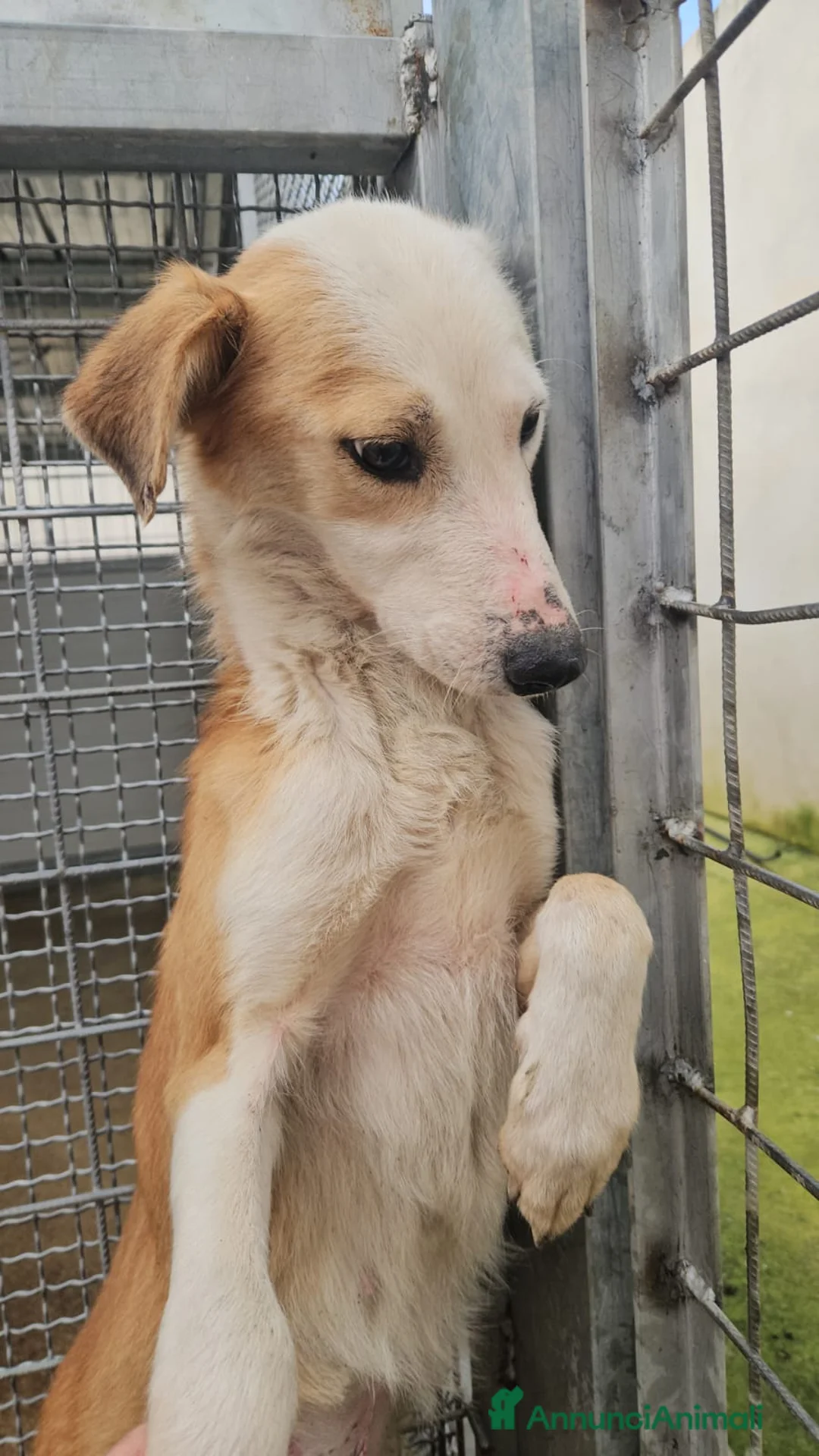 Meticcio cani in regalo: Gemma: dolce e sensibile  - Annuncio 11