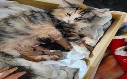 Norvegese gatti in vendita: Norvegese delle foreste cuccioli a Città Metropolitana di Torino - Immagine 9