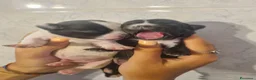Chihuahua cani in vendita: Cuccioli di chihuahua toy  - Annuncio 6