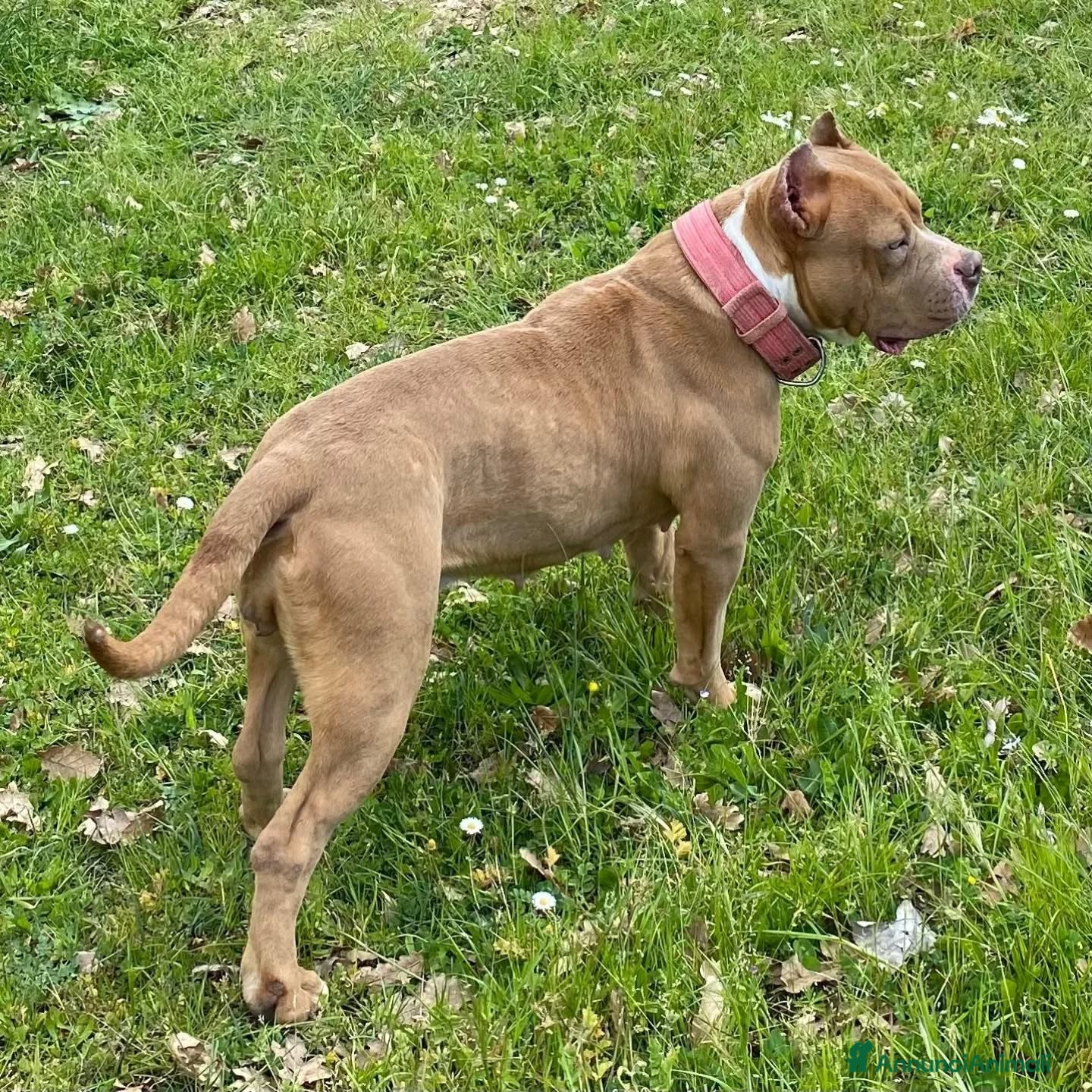 American Bully cani CHEYENNE american bully 5 anni cerca casa adozione - Annuncio 2