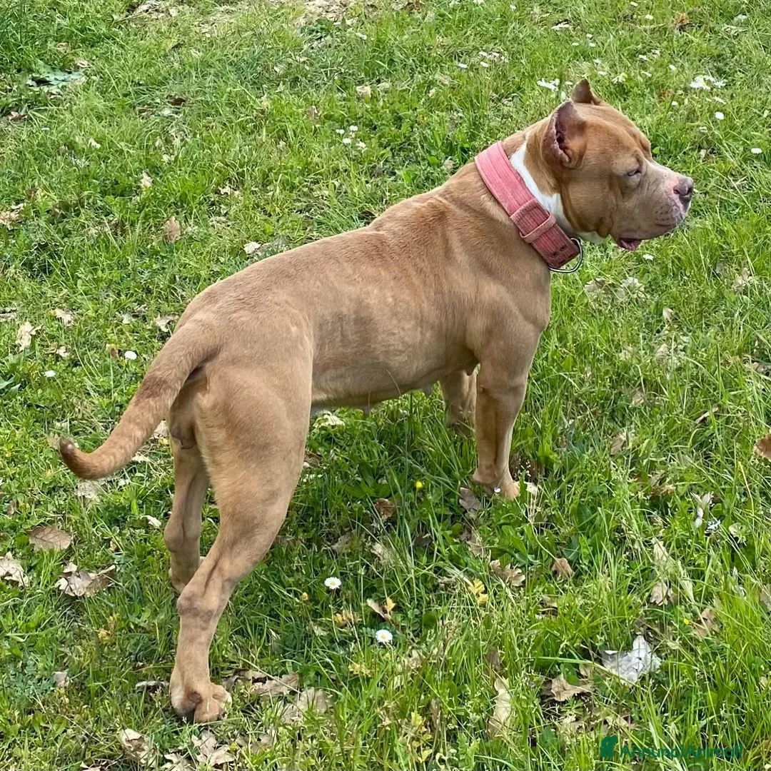 American Bully cani in regalo: CHEYENNE american bully 5 anni cerca casa adozione - Annuncio 2