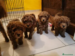 Barboncino cani Cucciolo maschio Barboncino - Annuncio 15