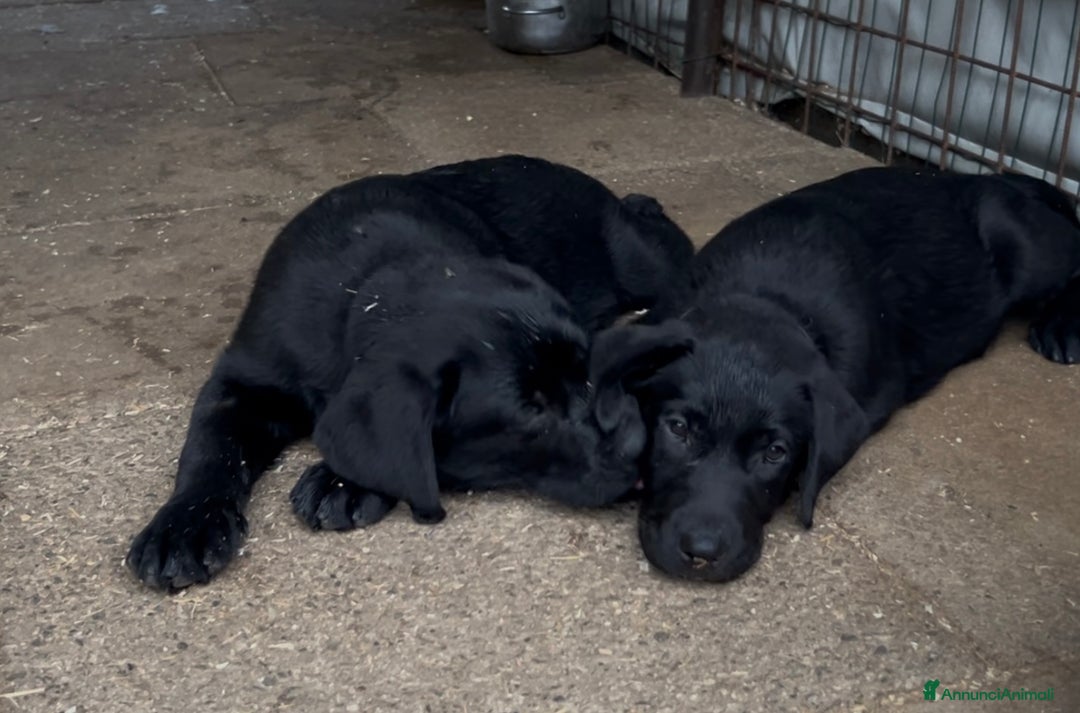 Labrador cani in vendita: Ultimi cuccioli di Labrador  a Provincia di Bergamo - Immagine 8