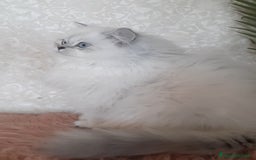 British gatti in vendita: Cucciolo British longhair  a Città metropolitana di Milano - Immagine 2