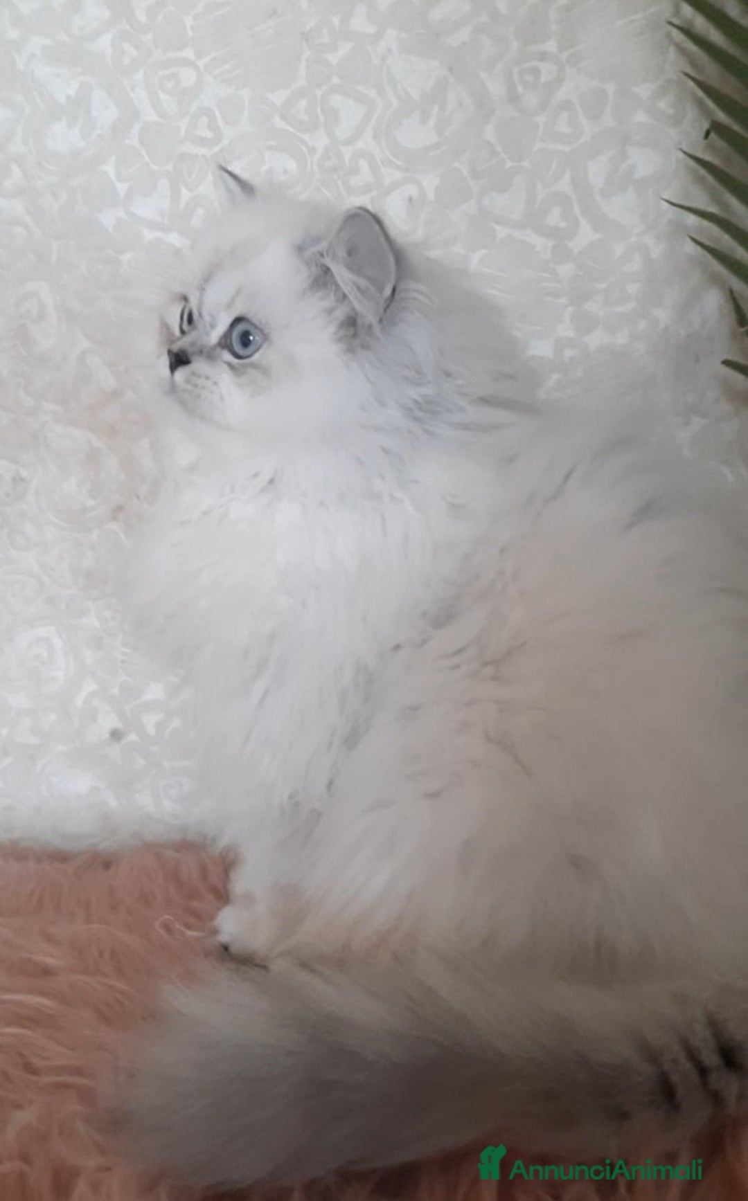 British gatti in vendita: Cucciolo British longhair  a Città metropolitana di Milano - Immagine 2