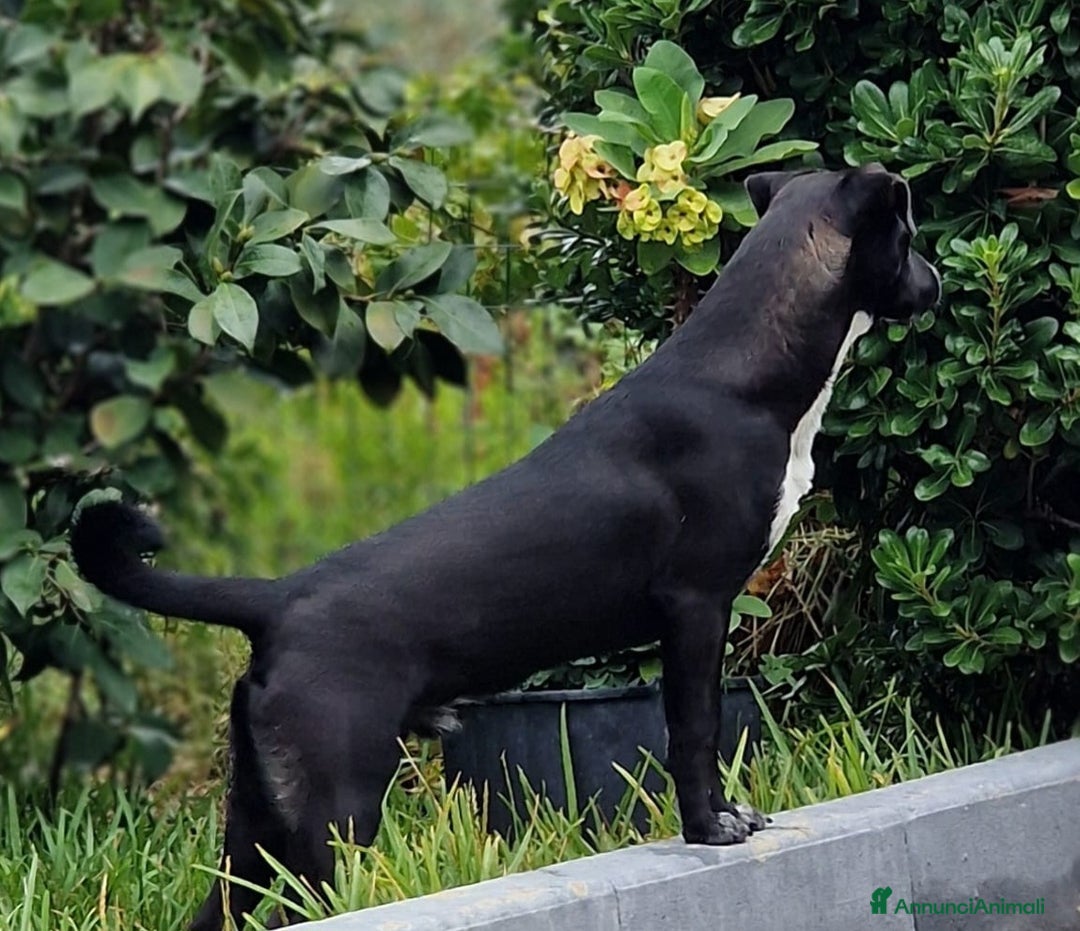 Meticcio cani in regalo: UNA MAMMA PER MICKY - Annuncio 3