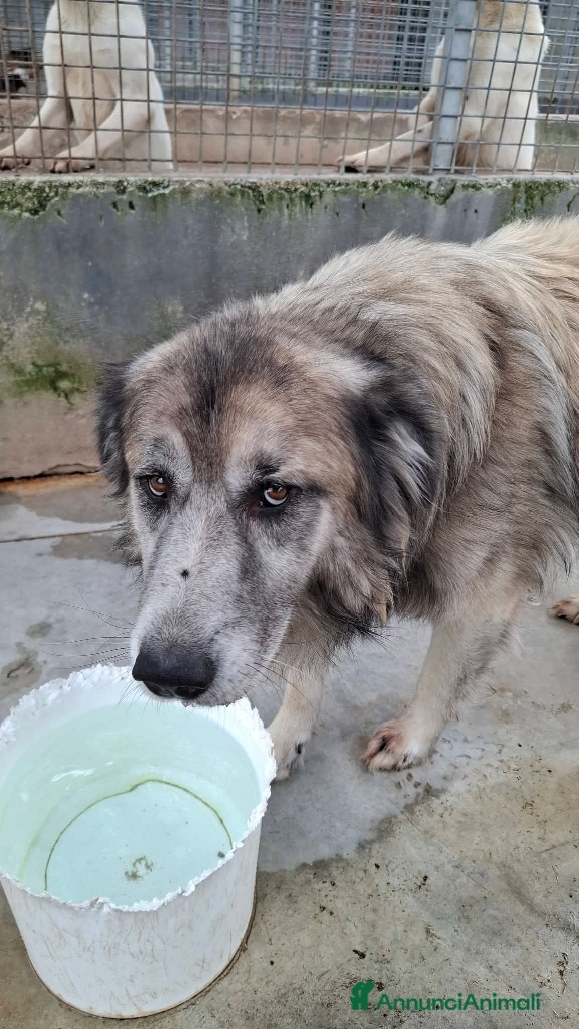 Meticcio cani Tiberio! (6 anni-30kg) - Annuncio 30