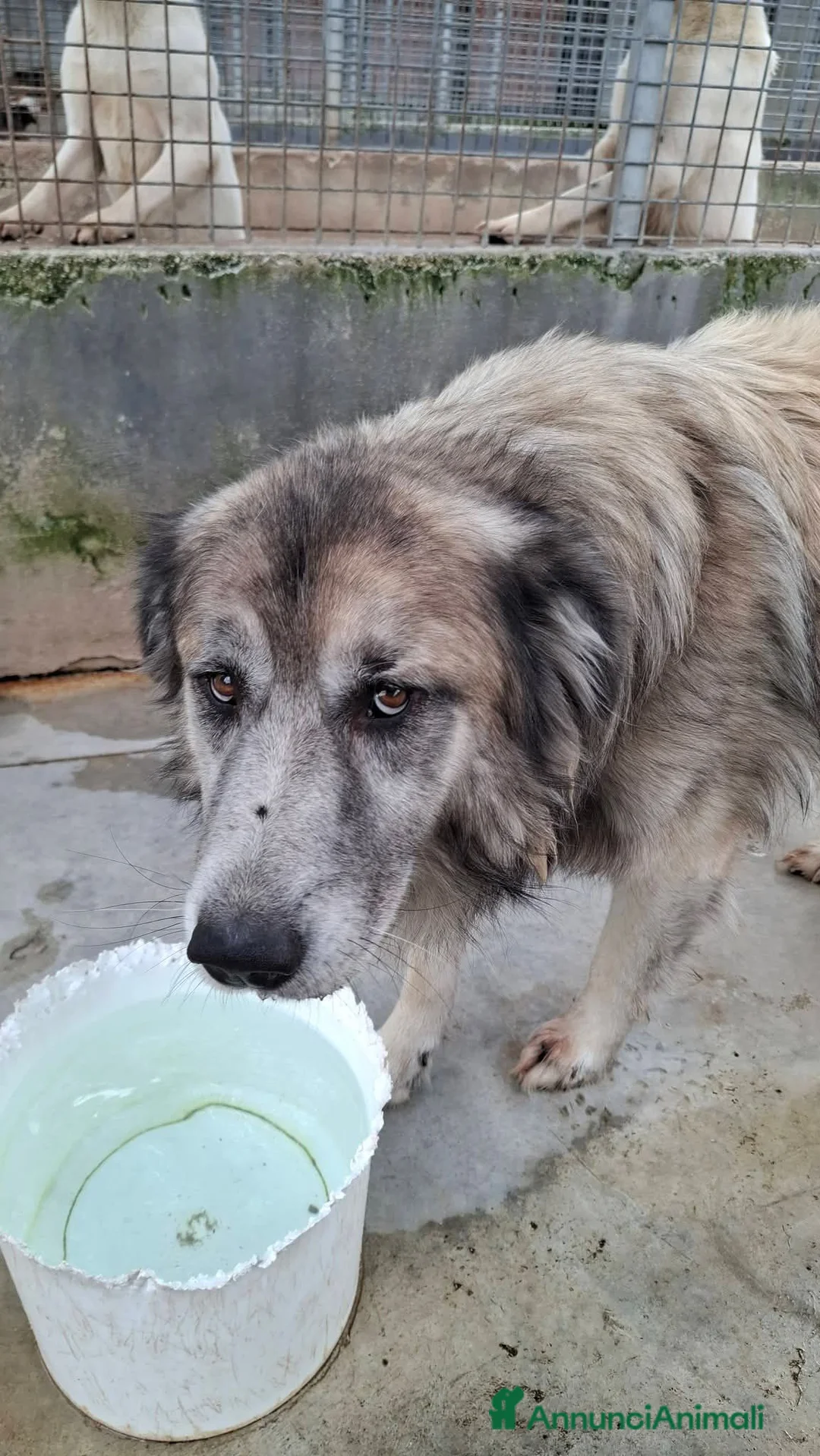 Meticcio cani in regalo: Tiberio! (6 anni-30kg) - Annuncio 1