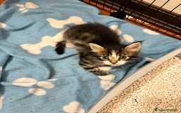 Maine Coon gatti in vendita: Cuccioli di Maine coon a Provincia di Mantova - Immagine 3