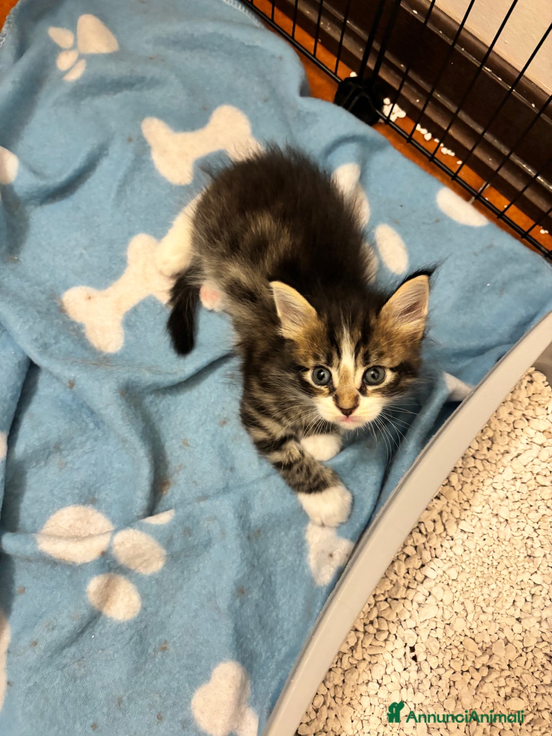 Maine Coon gatti in vendita: Cuccioli di Maine coon a Provincia di Mantova - Immagine 3