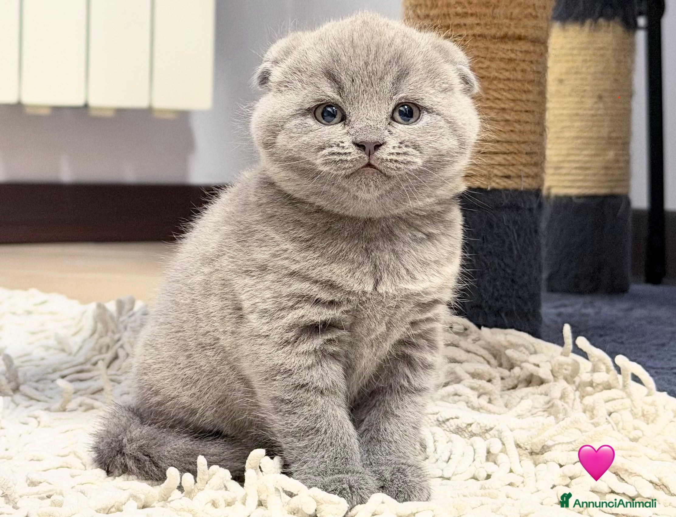 Scottish gatti Scottish fold blu - Annuncio 1