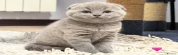 Scottish gatti in vendita: Scottish fold blu - Annuncio 1