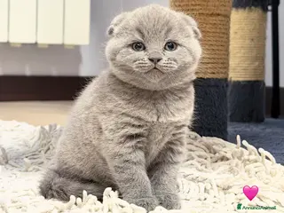 Scottish gatti Scottish fold blu - Annuncio 2