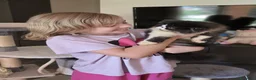 Persiano gatti in vendita: Gatti persiani  - Annuncio 10