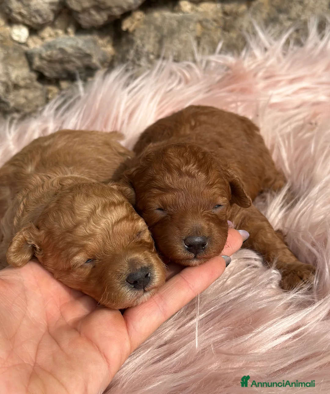 Barboncino cani in vendita: Cucciole di BARBONCINO - Annuncio 2