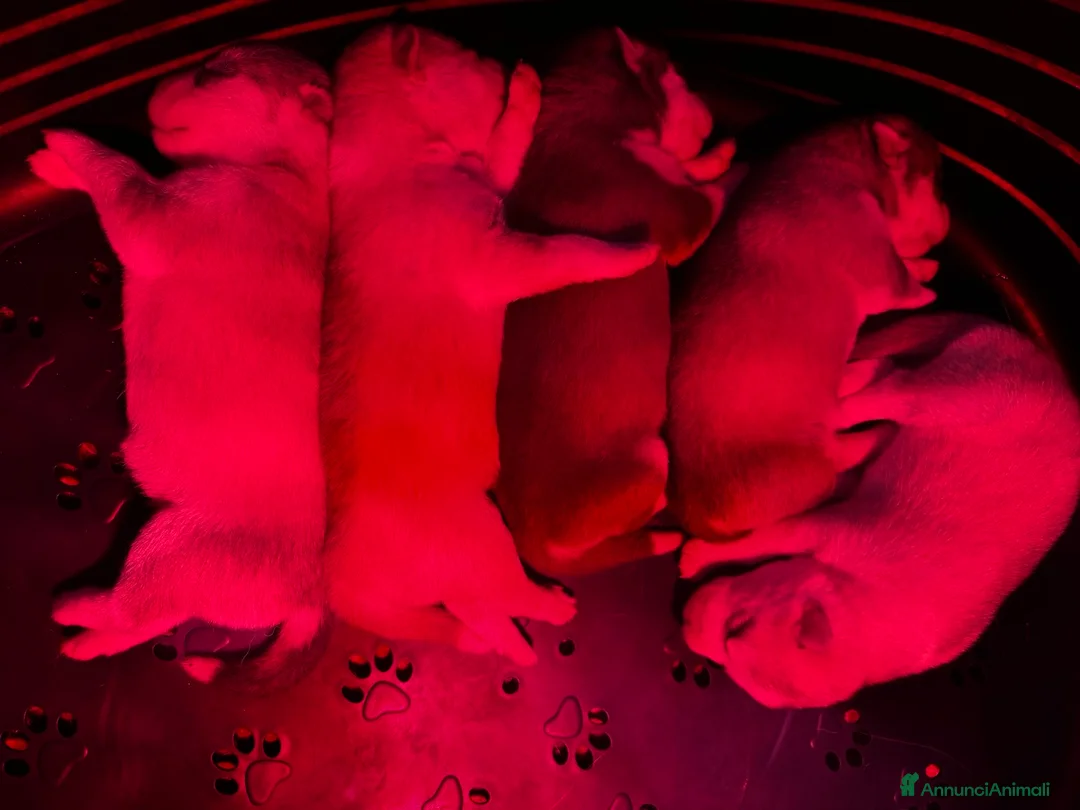 Husky cani in vendita: Cuccioli di Husky  - Annuncio 2