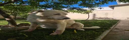 Meticcio cani in regalo: Consuelo: dolce, equilibrata, socievole  - Annuncio 12