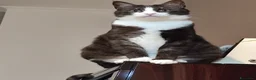 Europeo gatti in regalo: Micha e Rainbow hanno bisogno di una nuova casa! - Annuncio 4